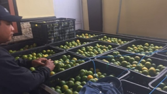 Barang bukti jeruk hasil curian di Kecamatan Cluring