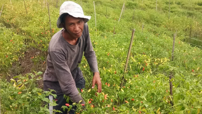 Petani Cabai Banyuwang