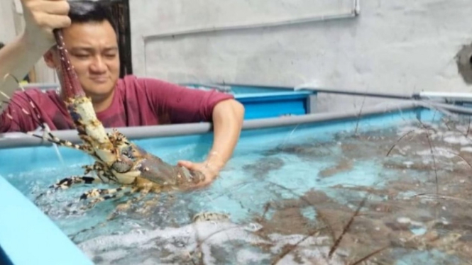 Pembudidaya lobster di Banyuwangi rugi ratusan juta