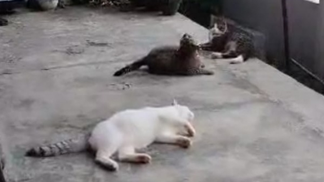 Khitanan 3 Kucing viral di Banyuwangi