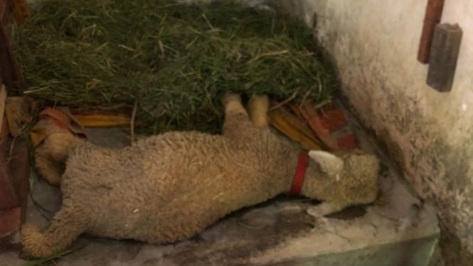 Kambing mati mendadak di Desa Blambangan, Muncar, Banyuwangi