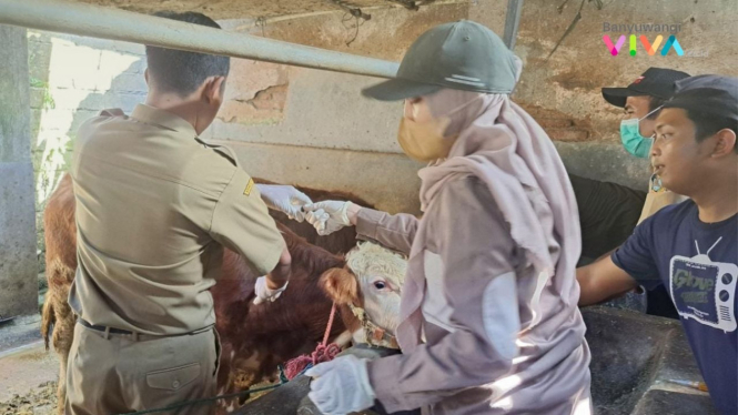 Pemeriksaan Hewan ternak oleh petugas Dinas Pertanian Banyuwangi