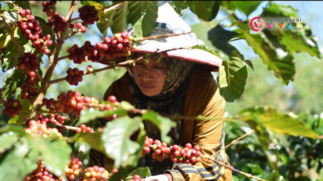 Proses petani melakukan pemetikan Kopi Arabika Ijen