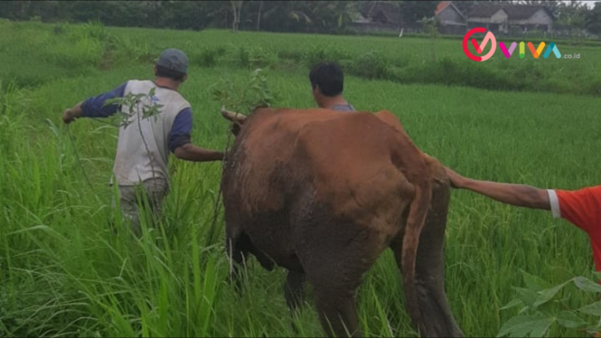 Seekor sapi sedang berada di tengah sawah