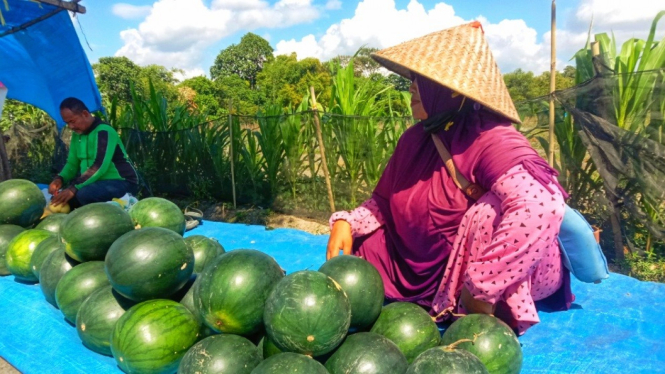 Umi Kulsum (42), salah satu pedagang semangka musiman