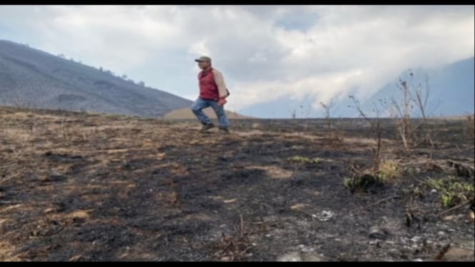 504 hektar kawasan gunung Bromo terbakar