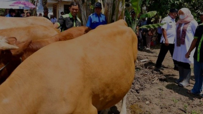 Sejumlah sapi milik Kelompok Ternak Barokah Rojo Joyo di Desa Bagorejo