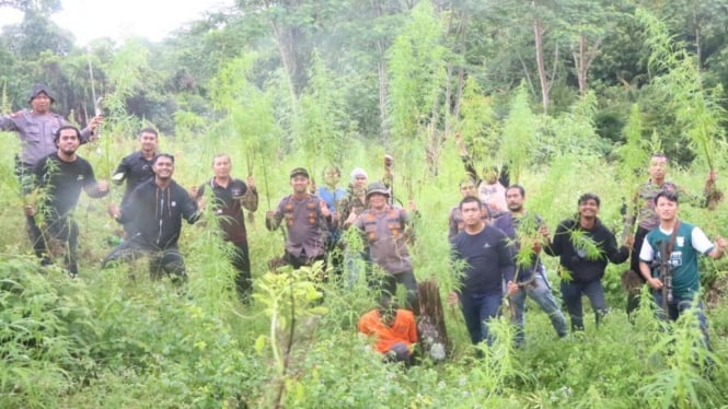 Personel Polres Aceh Utara Musnahkan Tanaman Ganja