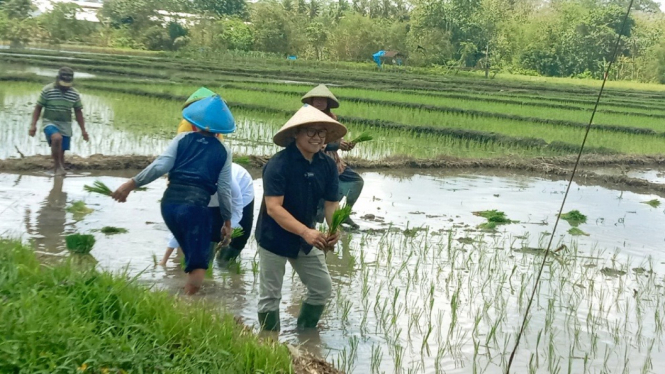 Cak Imin menanam padi bersama petani