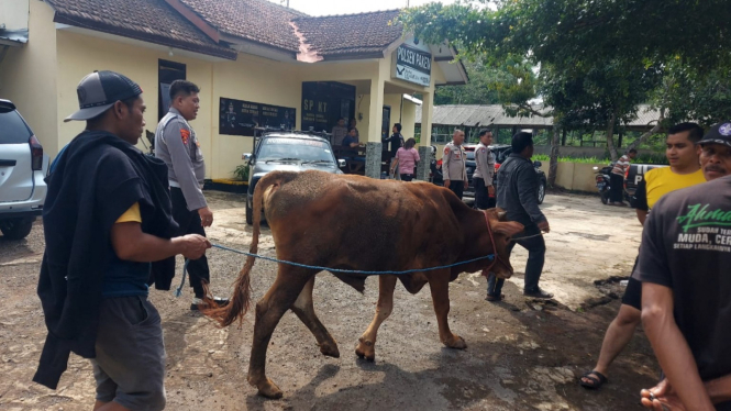 Sapi Limosin barang bukti hasil Curwan