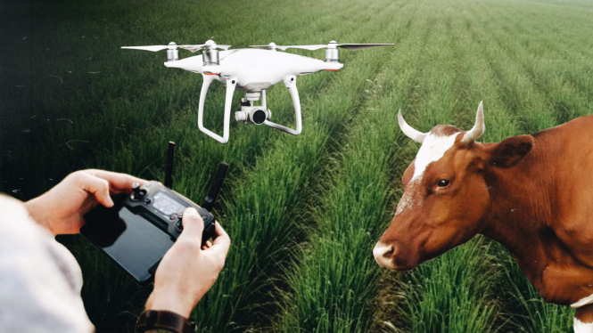 Ilustrasi pencurian sapi dilacak drone