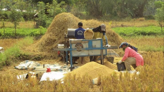 Potret petani yang sedang panen padi