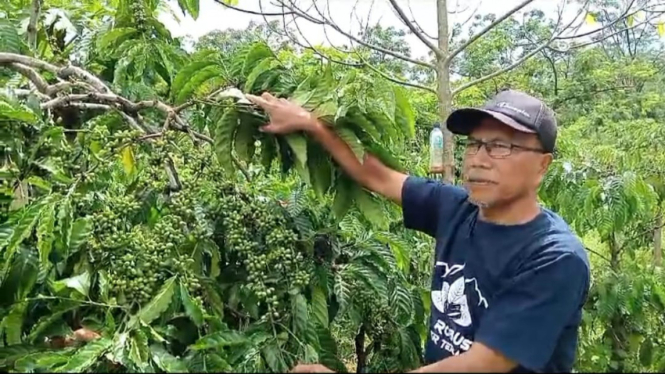 Kopi milo sebelum dibabat habis