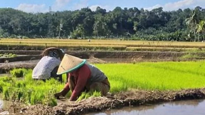 Petani menanam padi di sawah