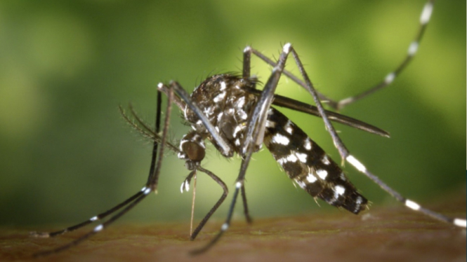 ilustrasi nyamuk penyebab chikungunya