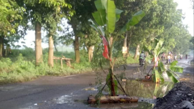 Jalan Yosowilangun Lumajang Selatan ditanam pohon pisang