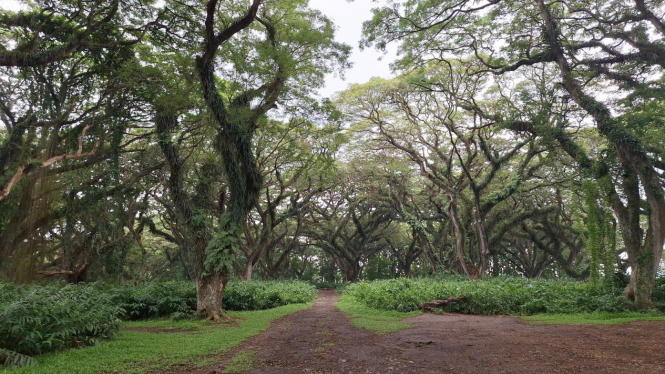 Pemandangan di dalam De Djawatan