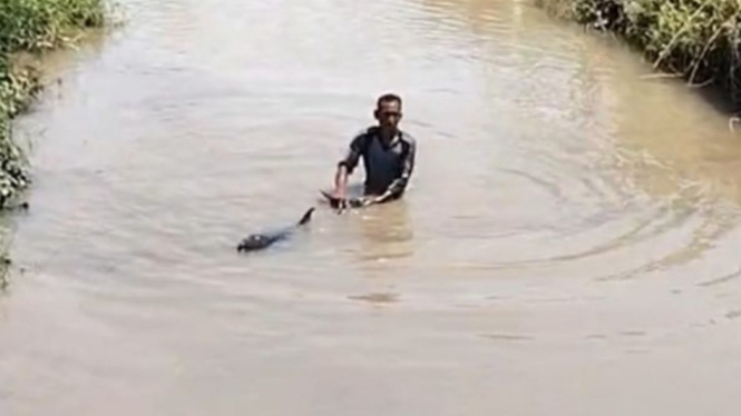 Anak lumba-lumba hidung botol terdampar di sungai Desa Selomukti