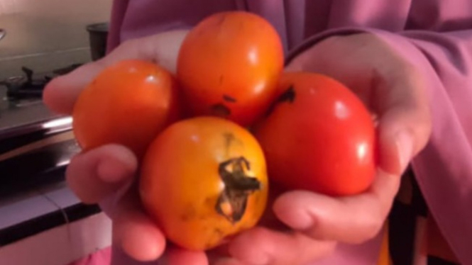 Harga tomat melambung tinggi