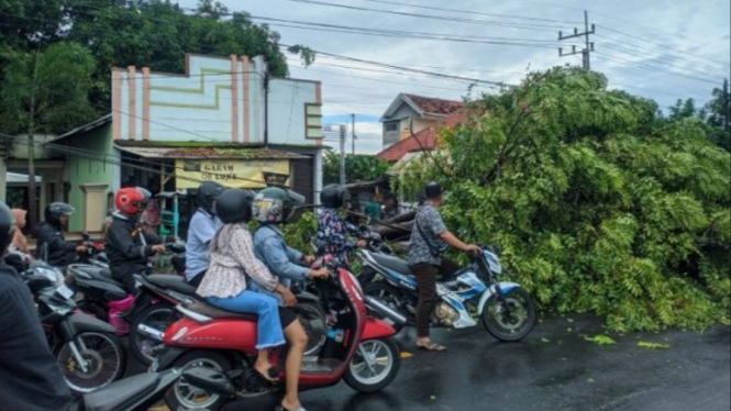 Pohon tumbang di jalur Pantura Arjasa Kabupaten Situbondo