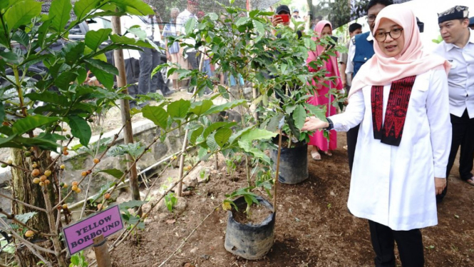 Bupati Ipuk tinjau bubidaya kopi kuning khas Banyuwangi