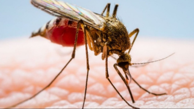 Nyamuk Aedes Aegypti penyebab penyakit DBD