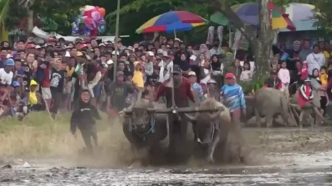 Tradisi karapan kerbau petani Lumajang