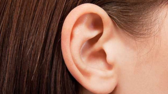 Telinga, indra pendengaran pada manusia