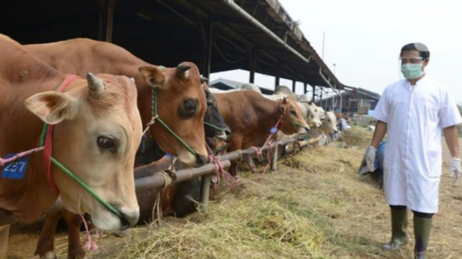 Pemeriksaan hewan qurban oleh petugas kesehatan