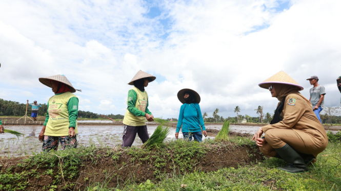 Cerita Petani Banyuwangi Sukses Terapkan Pertanian Terpadu