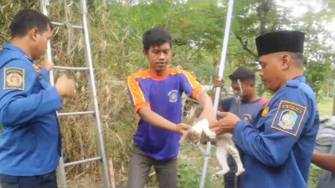 Petugas Damkar Selamatkan Kucing