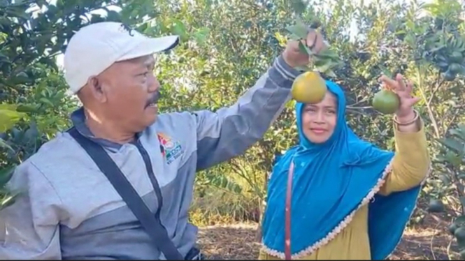 Pasutri sukses dari budidaya buah jeruk siam