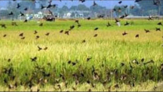 Padi Siap Panen Diserbu Burung Pipit, Petani: Tanaman Padi Rusak Parah