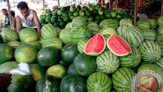 Pedagang menyortir buah semangka