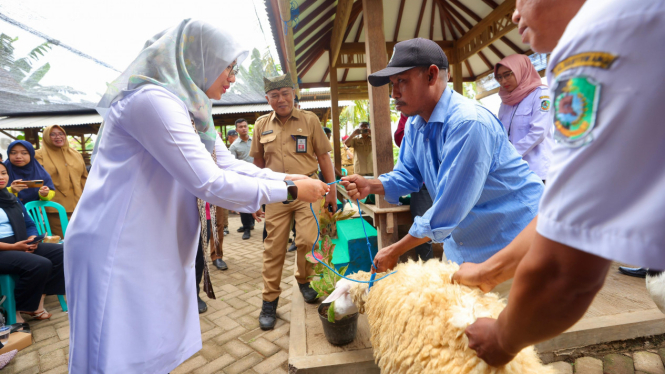 Bupati ipuk luncurkan pakan silase