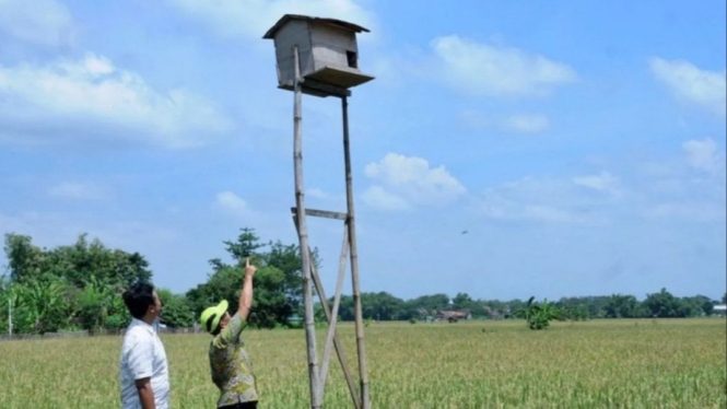 Antisipasi Hama Tikus, Pemkab Lumajang Gencarkan Gerakan POPT