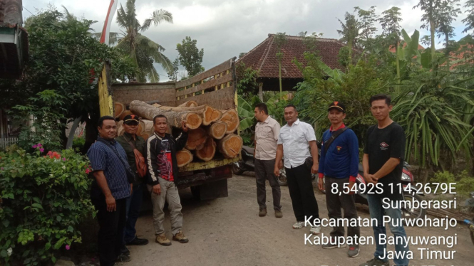 86 Batang Kayu Jati Ilegal Ditemukan di Banyuwangi, Pelaku Diburu