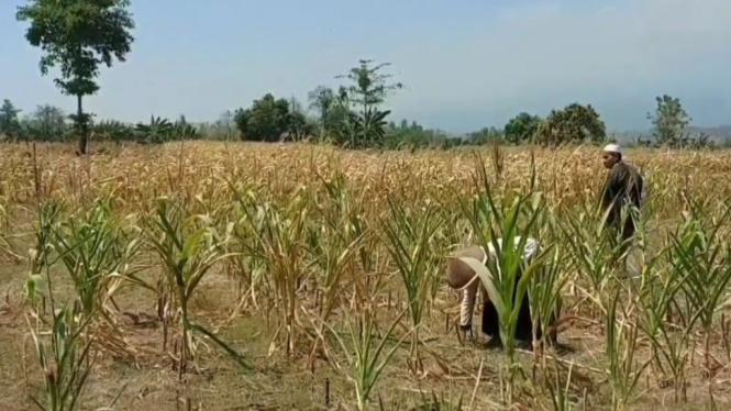 Ratusan hektar jagung terancam gagal panen