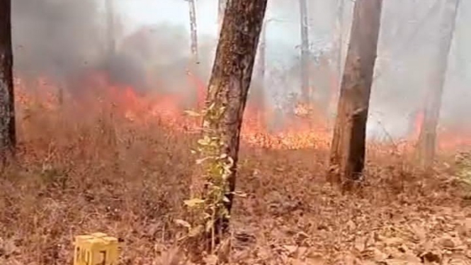 Kebakaran hutan Taman Nasional Baluran