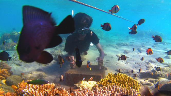 Wisatawan Berinteraksi dengan Biota Laut