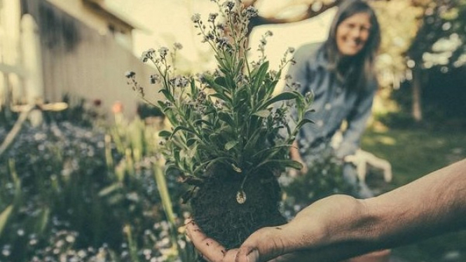 Berkebun di Usia Emas: Merawat Jiwa dan Menyemai Kebahagiaan