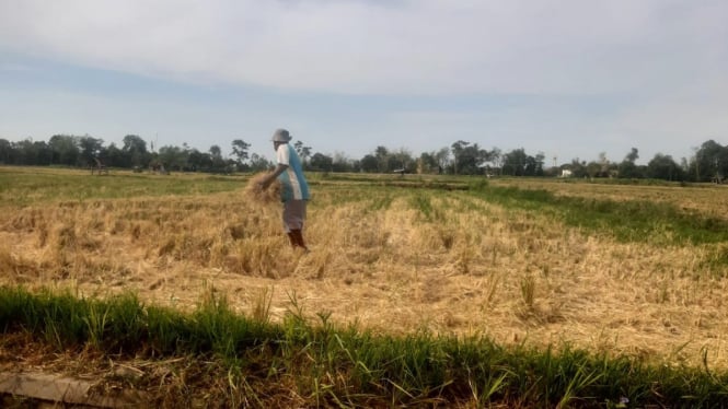 Lahan pertanian Desa Bajulmati yang kini mengering