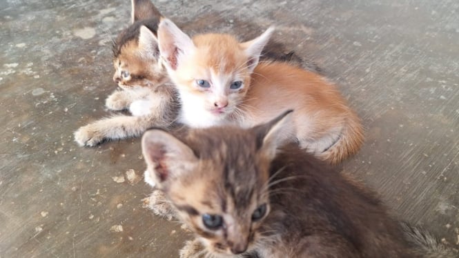 3 Anak kucing yang baru dilahirkan