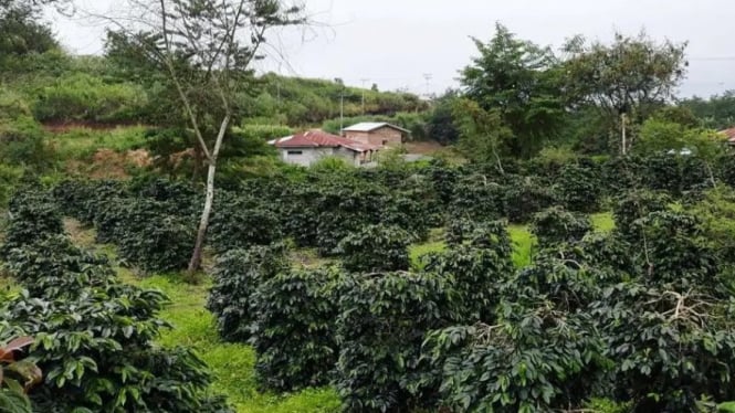 Secangkir Kopi, Menyelami Pesona Agrowisata Kebun Kopi Blangpidie