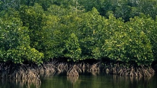 Bisikan Gaib di Balik Akar Bakau Mengungkap Misteri Ekowisata Mangrove ...