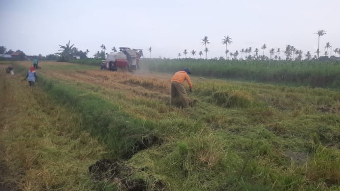 Petani beraktifitas di areal persawahan