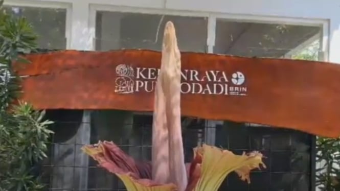 Bunga bangkai mekar