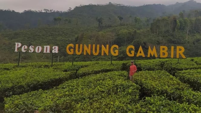 Wisata Kebun Teh Gambir