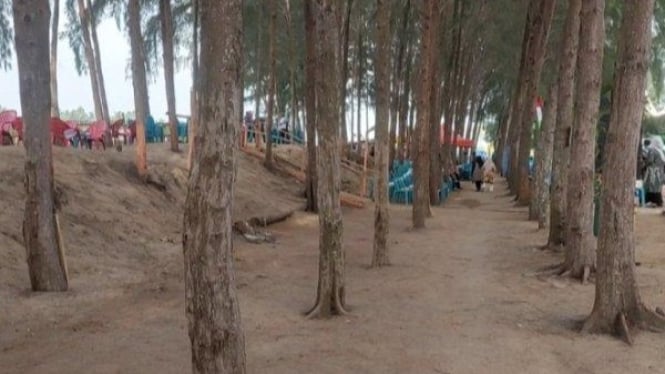 Pesona Tersembunyi Pantai Cemara: Surga Wisata di Bireuen, Aceh