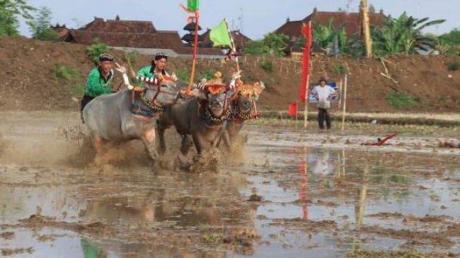 Melestarikan Tradisi Makepung Lampit di Jembrana